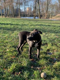Americký pitbull teriér ke krytí - 12