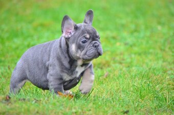 Francouzský buldoček s PP (jen kluci) - 12