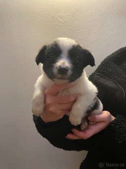 Štěňátka kříženci border kolie - 12