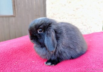 Zakrslý beránek, králíček, králík - ELLA - 12