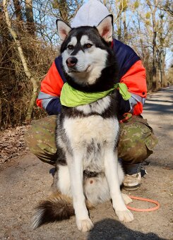 ALONZO K ADOPCI - přátelský, milý, kontaktní - 12