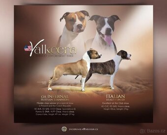 Americký stafordšírský teriér s PP - 12