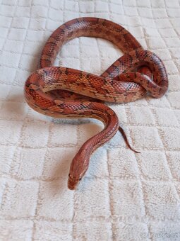 Užovky červené, krajta královská - 12