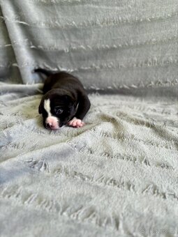 American Bully Pocket- Standart - 12