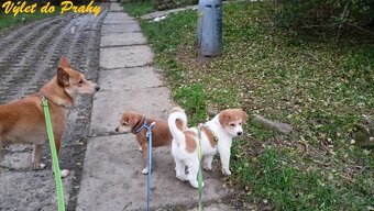 Kanaánský pes štěně s PP - 12