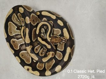 Krajta královská subadult a adult - 12