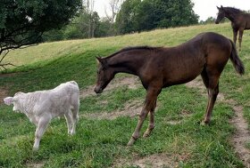 Appaloosa klisna - 12