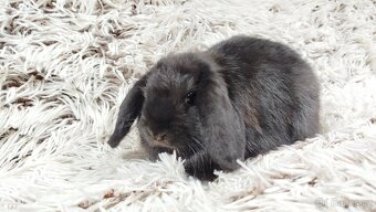 Zakrslý beránek, králíček, králík - BRUNO - 12