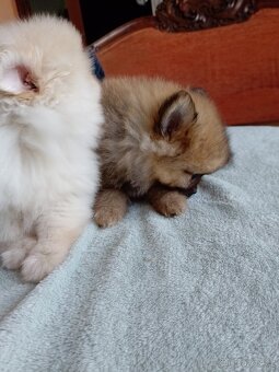 Pomeranian špic - 12
