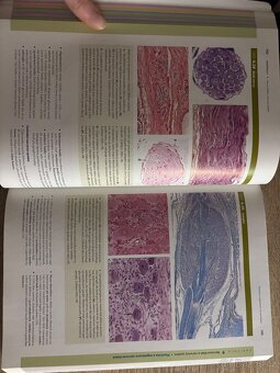 Junqueirovy základy histologie - 12