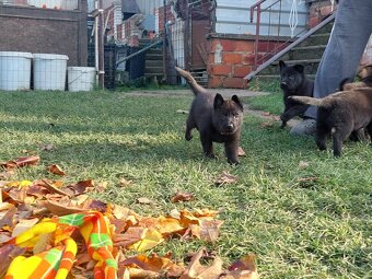 Německy ovčák s PP pracovní spojení -fena, pes - 12