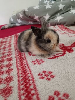 Zakrslý králík králíček - 12