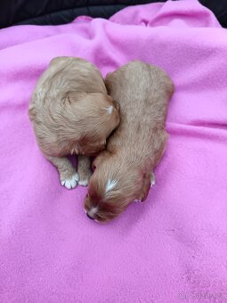 Cavapo, kavapo, cavapoo - 12