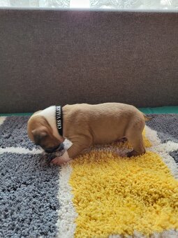 Americký stafordšírský teriér s PP - 12