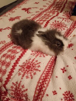 Zakrslý králík králíček Minilop, Lev - 12