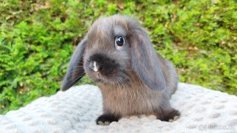 Zakrslý beránek, králíček, králík - PATRICIE - 12