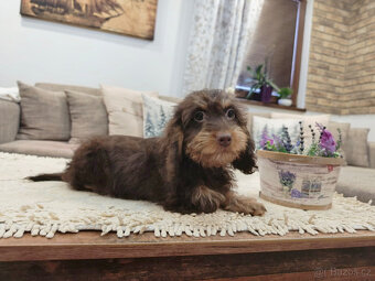 jezevčík králičí - 12