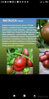 Semínka rajčat - 12