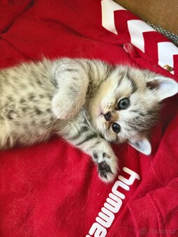 Britská koťata Whiskas - 12