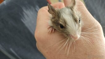 osmáčata osmák degu, myšáci - 12