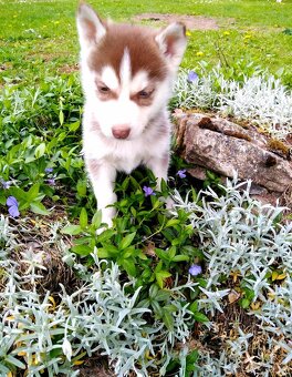 Sibirsky husky - 12