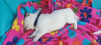 Štěňata labradora - 12