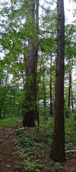 Prodej lesa - 12