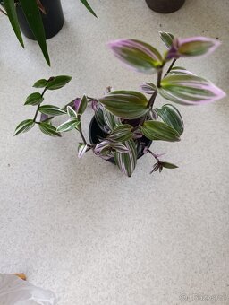 POKOJOVÉ KYTKY - 12