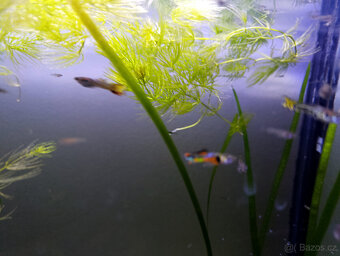 Akvarijní rostliny, akvarijní rybičky - Vsetín - 12