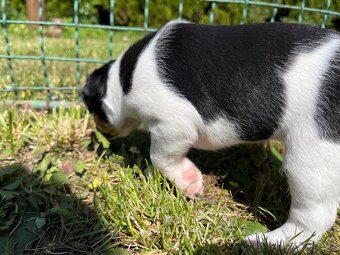 Štěňata hladkosrstého foxteriéra - 12
