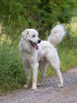 Slovenský čuvač - 12