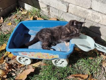 kluk Garfieldek, holčička Tlapička hledá nový domov - 12