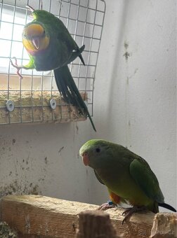 Pár papoušek nádherný - 12
