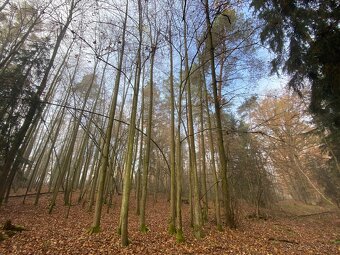 Lesní pozemek Chářovice - 12