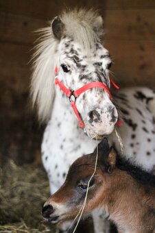 ELEGANTNÍ minihorse klisna - 12