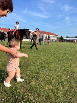 Huculská klisna, hucul, pony, malý kůň - 12