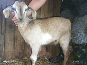 Nabízím anglonubíjska koza a kozlík oba bezrohý. - 12