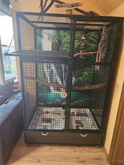 Amazoňan pomoučený REZERVACE - 12