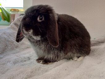 Volný Sameček - Anglický Zakrslý Beránek MiniLop🍑🧡🤍 - 12