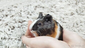 Morče, Morčata, Morčátko, Morčátka - JUSTÝNA A JESSIE - 12