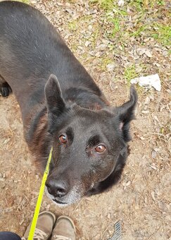 CONNIE K ADOPCI - nejvěrnější parťačka, mazel na N-tou - 12