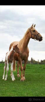 Připouštění homozygotním APH - 12