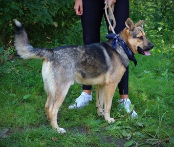 HAKIM K ADOPCI - 3 ROKY, KRÁSNÝ,PŘÁTELSKÝ,HRAVÝ - - 12