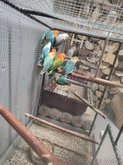 Agapornis ficheri - 12