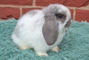 MINILOP mláďata k okamžitému odběru - 12