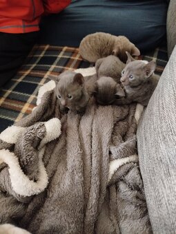 Cornish rex koťátka bez PP - 12