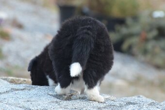 Border Collie - černobílý pejsek s PP - 12