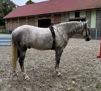 Lusitano - exkluzivní valach - 12