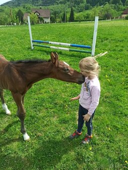 Mladý valach ČT - 12