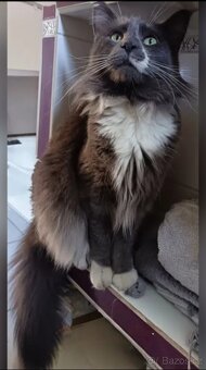 Koťata mainská mívalý - 12